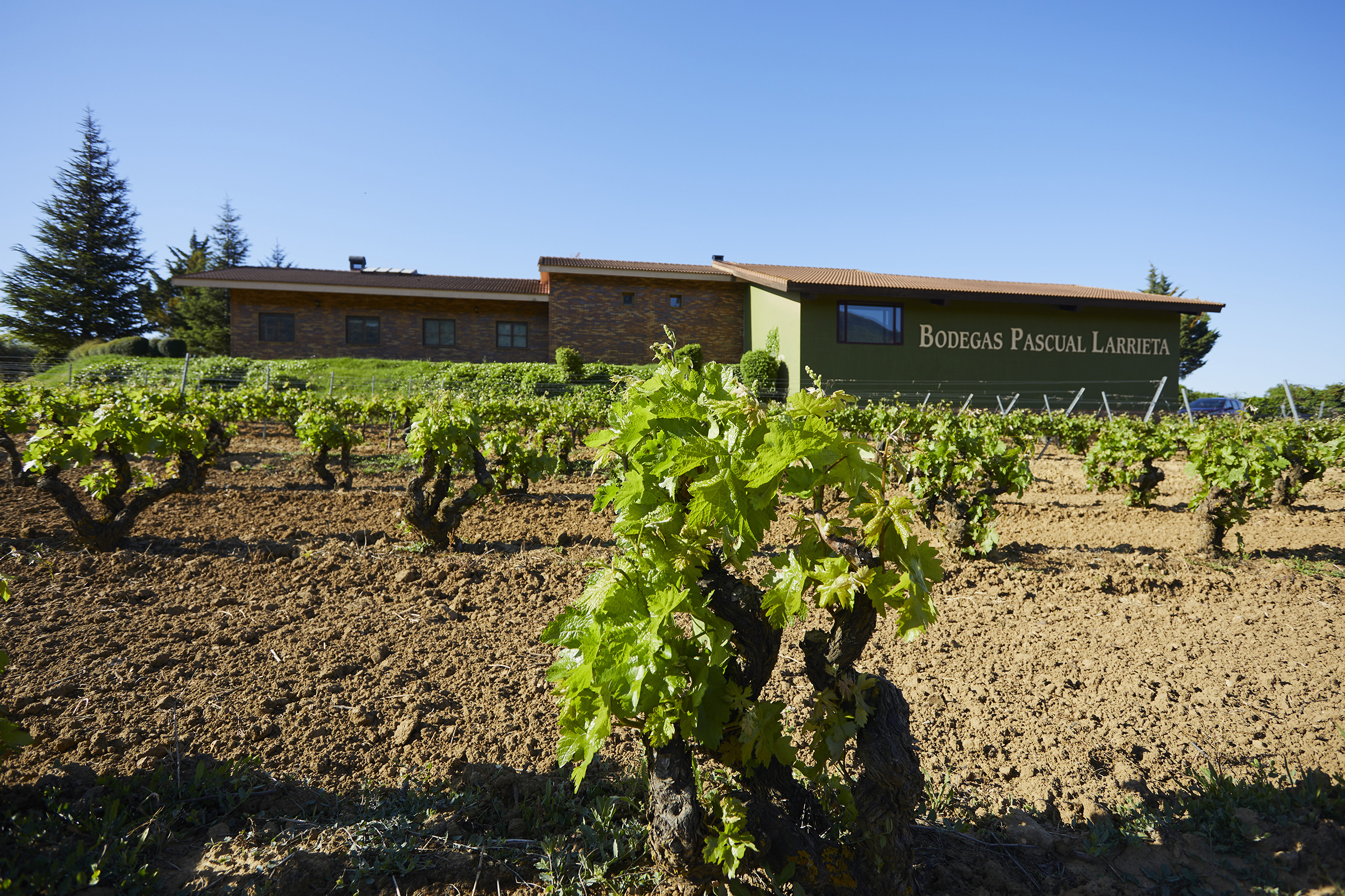 Viñas Bodegas Pascual Larrieta